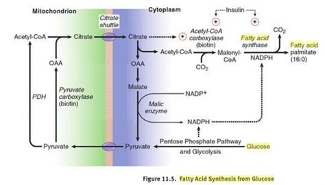 MCAT Biochem Ch11 Flashcards Quizlet