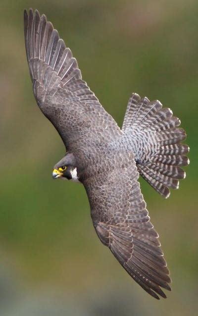 Fall and Rise of the Peregrine Falcon | wildfowl-carving.com