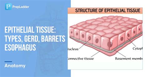 Epithelial Tissue Types Gerd Barrets Esophagus Prepladder