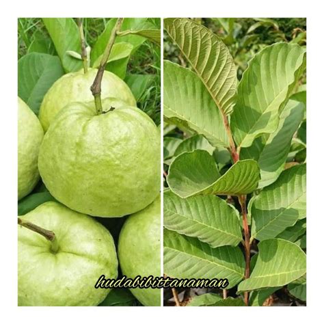 Jual Bibit Jambu Kristal Tanpa Biji Cangkok Rimmmmbunn Shopee Indonesia