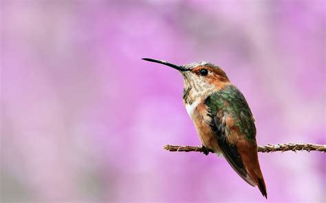 Wallpaper Birds Nature Wildlife Hummingbirds Beak Bird