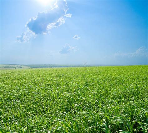 Campo E Nuvens Foto De Stock Imagem De Assoalho Azul