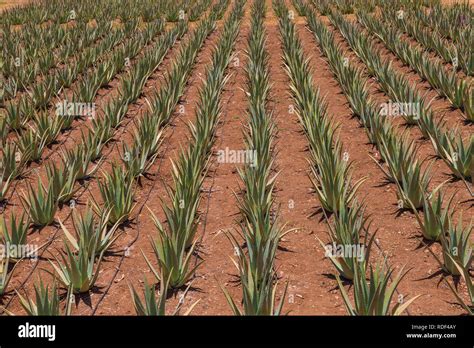 Aloe Vera Plantation In The Heart Of The Island Of Gran Canaria Stock