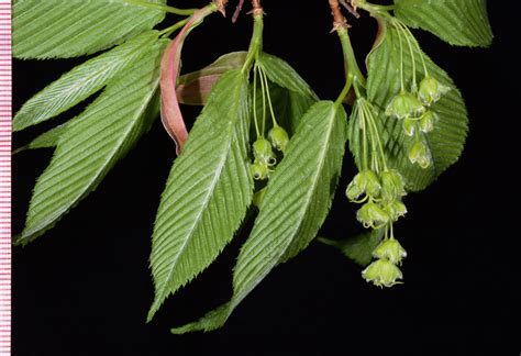 Acer Carpinifolium Aceraceae Image At Phytoimages Siu Edu