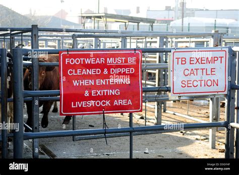 Melton Mowbray Cattle Market,Leicestershire England Stock Photo - Alamy