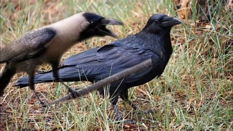 Crow Sounds Loud Crow Call Crow Distress Call Crow Sounds