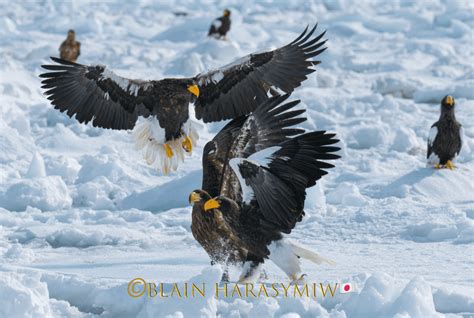 Steller S Sea Eagles Pack Ice Still In Hokkaido And It Is Spring In