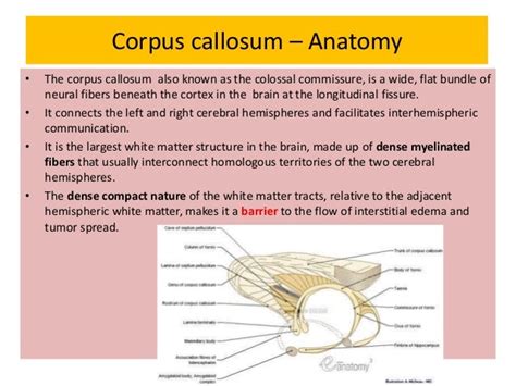 Anatomy Of The Corpus Callosum - Anatomy Reading Source