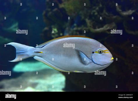 Elongate Surgeonfish Acanthurus Mata Is A Tropical Sea Fish Native To