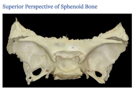 Superior View Of Sphenoid Bone Diagram Quizlet