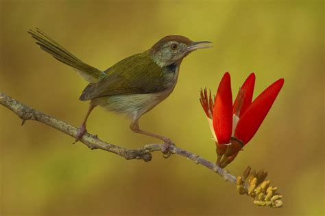 Common tailorbird (Orthotomus sutorius)