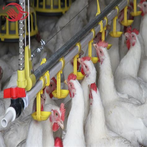 Poultry Farm Feeding Equipment