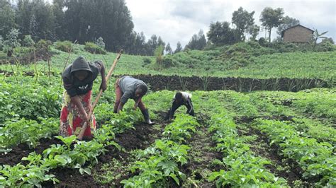 Learn All About Subsistence Farming in South Africa - Zylem