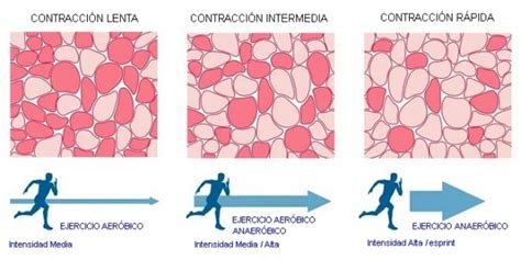 La Fibra Muscular Condici N F Sica