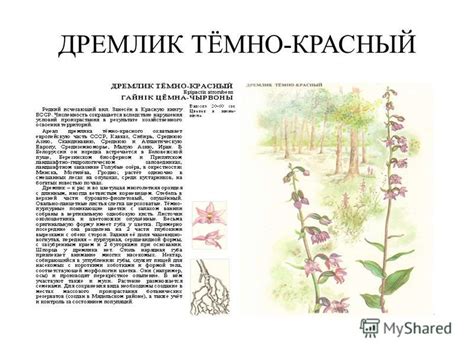 Презентация на тему: "АЛЬДРОВАНДА ПУЗЫРЧАТАЯ. АРНИКА ГОРНАЯ АСТРАНЦИЯ ...