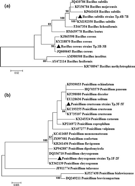 Figure 1 From Plant Growth Promoting Activities For Bacterial And