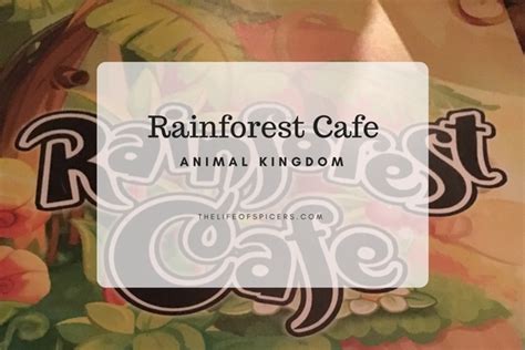 Rainforest Cafe Animal Kingdom Walt Disney World - The Life Of Spicers