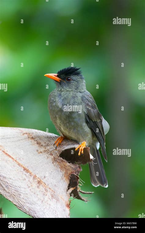 Black Bulbul Hi Res Stock Photography And Images Alamy