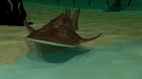 Seattle Aquarium Welcomed Critically Endangered Bowmouth Guitarfish