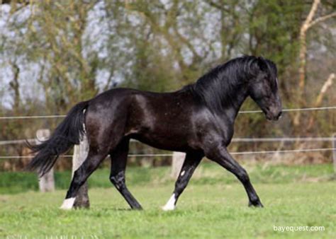 24 Black Horse Breeds You Will Love With Images