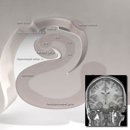 eso es todo Municipios Acción de gracias hippocampus anatomy mri