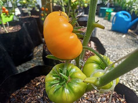 Dr Wyche S Yellow Tomato Dave S Seed