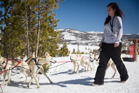 Dog Sledding at Snow Mountain Ranch -Just a Colorado Gal