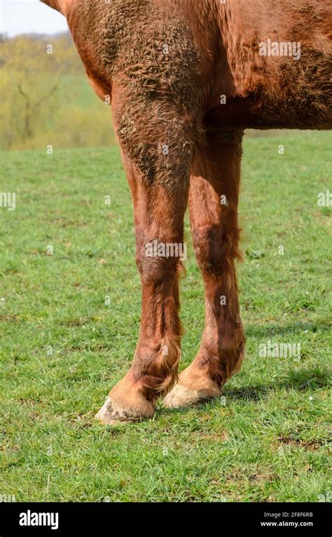 Fetlock anatomy hi-res stock photography and images - Alamy