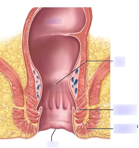 Rectum And Anal Canal Terms Medical Study Guide Flashcards Quizlet