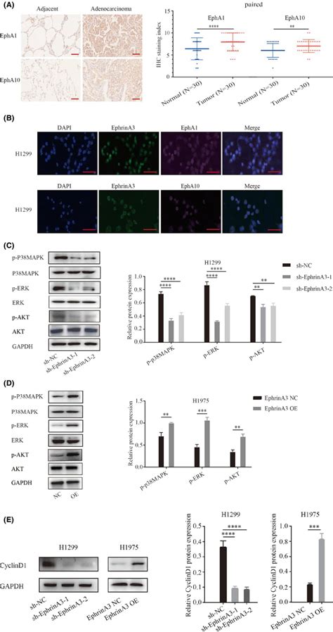 Ephrina Activates Oncogenic Pathways Of Luad Through Interaction With