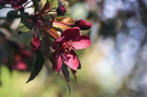 Fleurs Bourgeons Feuillage Photo Gratuite Sur Pixabay Pixabay