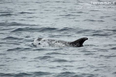 Rissos Dolphin Fun Facts Azores Whale Watching Terra Azul™