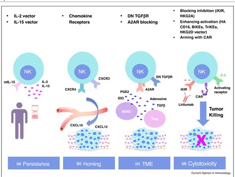 Figure From Next Generation Natural Killer Cells For Cancer