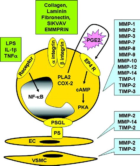 Metalloproteinase Expression In Monocytes And Macrophages And Its