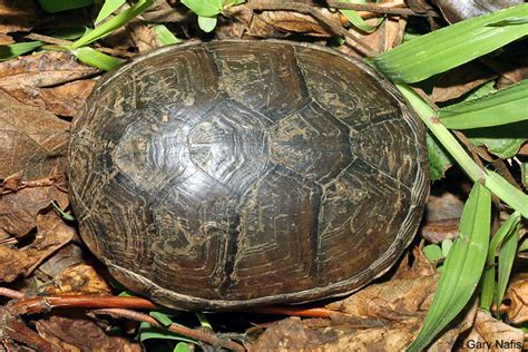 Southeastern Mud Turtle Kinosternon Subrubrum Subrubrum