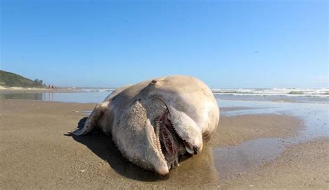 Boto encontrado em Laguna é atacado por tubarão antes de encalhar na praia