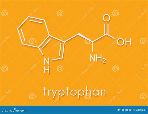 Tryptophan L Tryptophan Trp W Amino Acid Molecule Skeletal Formula