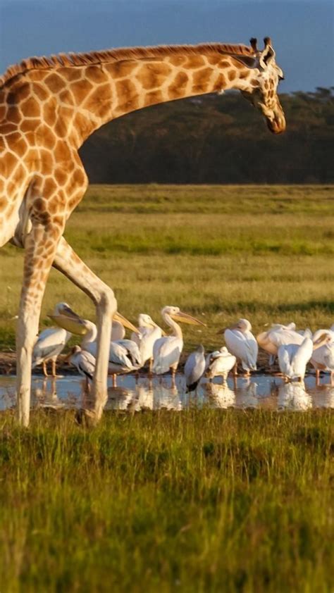 Lake Nakuru National Park wildlife - backiee