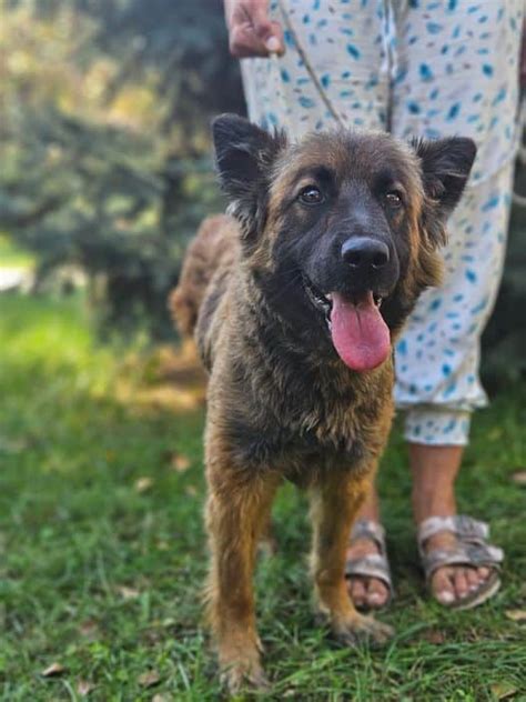 Hat Anfrage Toboz R De Jahre Sch Ferhund Chowchow Cm