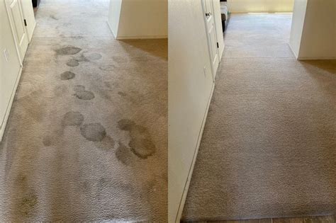 How To Eliminate Pet Urine Odor From Carpet Resnooze