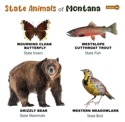 List of Animals That Live in Montana (With Pictures)