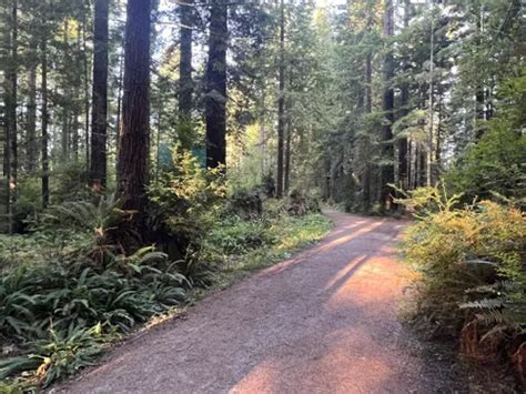 2023 Best Forest Trails in Arcata Community Forest | AllTrails