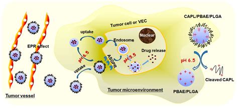 Pathogenesis Of Liver Cancer