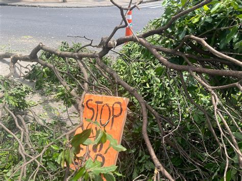 Rvores No Entorno Do Mineir O S O Derrubadas Sem Aval De Autoridade