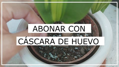 Como Abonar Plantas Con Cascara De Huevo Cascara De Huevo Abono