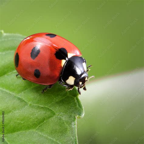 ladybug on leaf Stock Photo | Adobe Stock