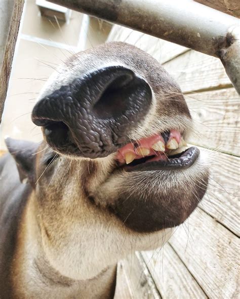 Nashville Aazk Happy Tapir Teeth Tuesday 😁🙃 📸 Chelsea Lee Facebook