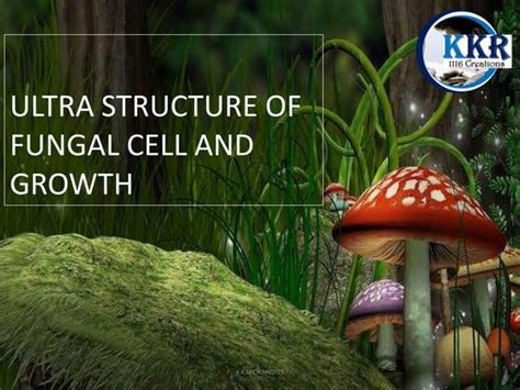 ultra structure  fungal cell  growth