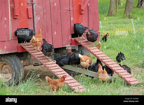 Chickens Outside A Coop Stock Photo Alamy
