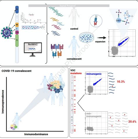 Microbio On Twitter Rt Gorka Orive La Inmunidad Celular V A